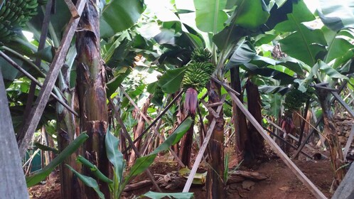 Visite verte de l'agriculture à Funchal