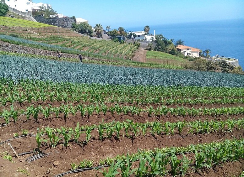 Picture 1 for Activity Funchal Agriculture Green Tour