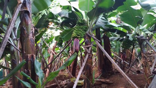 Excursión Verde por la Agricultura de Funchal