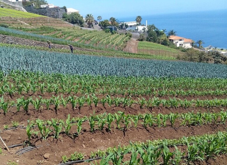 Picture 1 for Activity Funchal Agriculture Green Tour