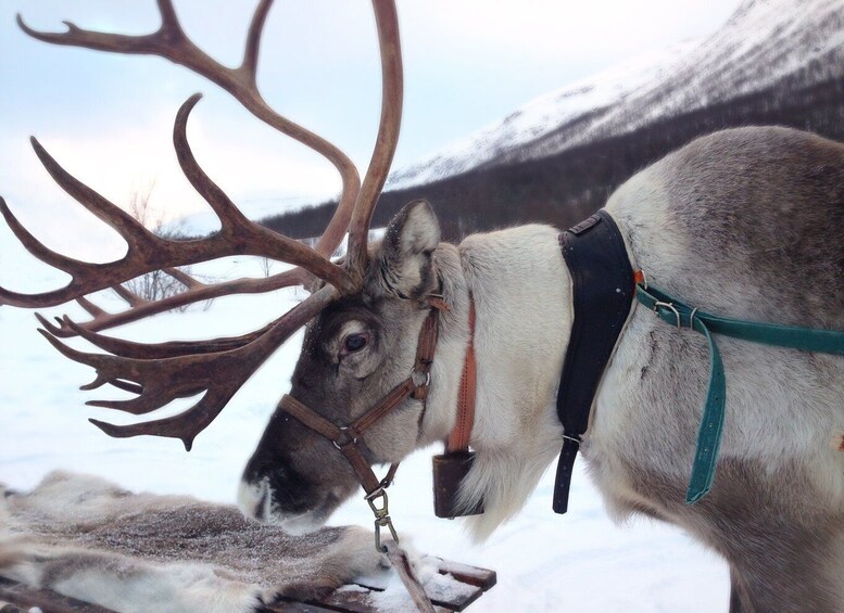 Picture 4 for Activity Rovaniemi: Reindeer Sleigh Ride with Hot Drink and Cookies