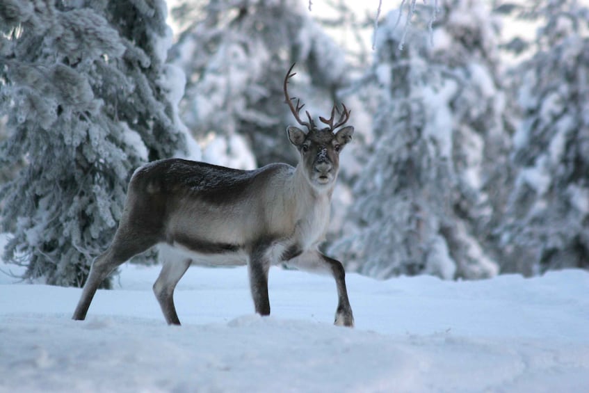 Picture 2 for Activity Rovaniemi: Reindeer Sleigh Ride with Hot Drink and Cookies