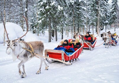 Rovaniemi: Reindeer Sleigh Ride with Hot Drink and Cookies