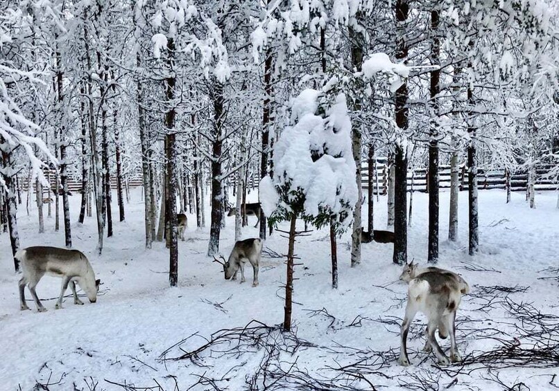 Picture 3 for Activity Rovaniemi: Reindeer Sleigh Ride with Hot Drink and Cookies