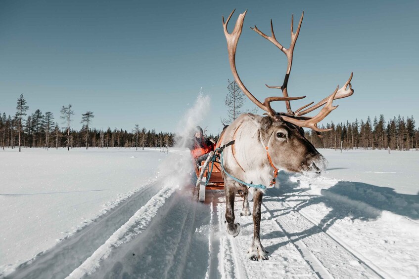 Picture 1 for Activity Rovaniemi: Reindeer Sleigh Ride with Hot Drink and Cookies