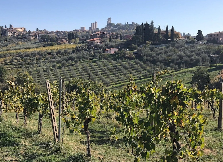 Lucca private day tour to Chianti and San Gimignano