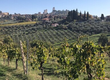 Privat dagstur til Lucca, Chianti og San Gimignano