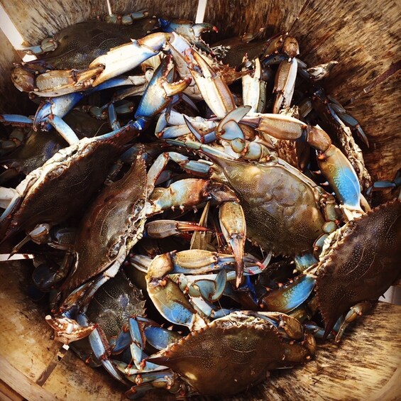 Picture 4 for Activity Charleston: Shem Creek Culture Tour