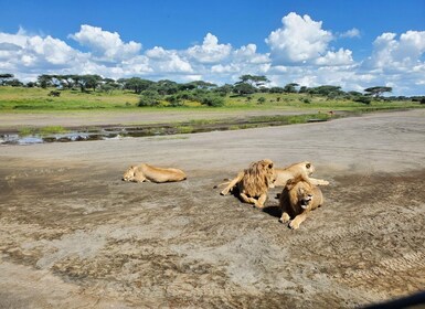 Southern Serengeti and Ngorongoro tour with new babies