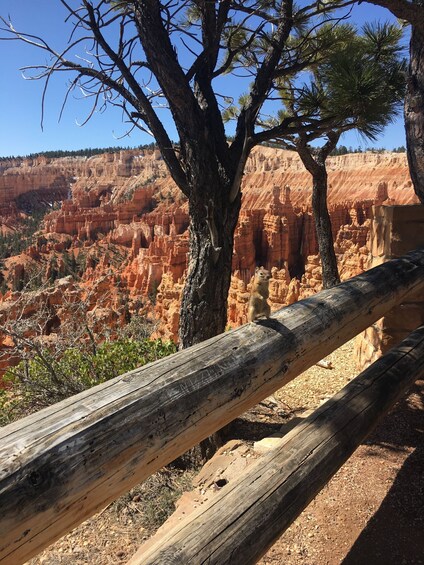 Picture 7 for Activity Bryce Canyon National Park: Guided E-Bike Tour