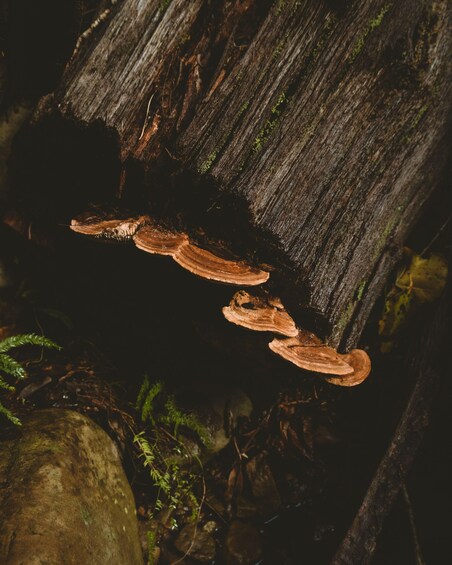 Picture 5 for Activity Cape Town: Forest Bathing and Silent Walking Meditation