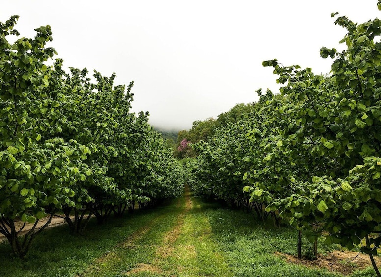 Picture 11 for Activity From Milan: Barolo Wine Tasting, Alba Tour and Castle Visit