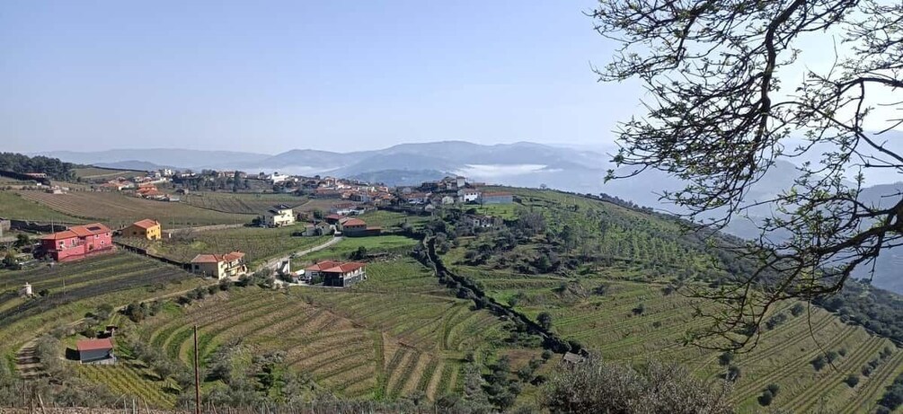 Picture 6 for Activity Private Douro Wine Tour