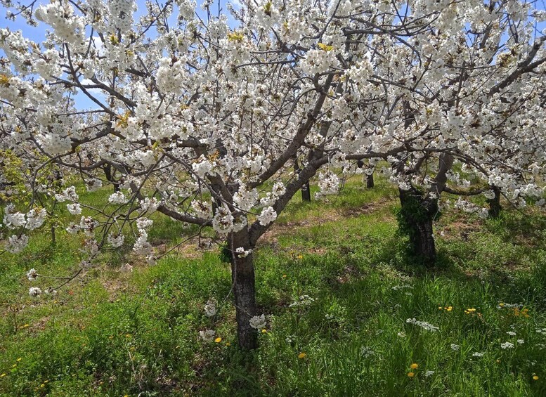 Picture 3 for Activity Bari: E-Bike Tour and Fresh Pasta Cooking Class in Masseria