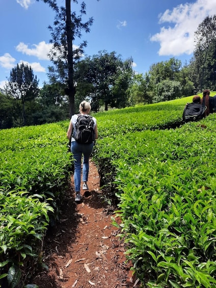 Picture 4 for Activity Nairobi: Tea Farm Day Trip with Lunch at kiambethu