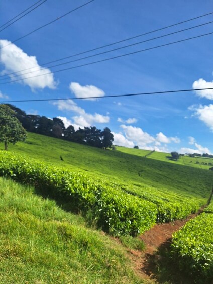 Picture 3 for Activity Nairobi: Tea Farm Day Trip with Lunch at kiambethu