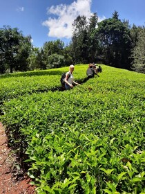 Nairobi : Excursion d’une journée à la ferme de thé avec déjeuner à kiambet...