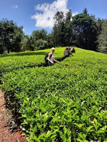 Nairobi: Tagesausflug zur Teefarm mit Mittagessen in Kiambethu