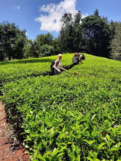 Picture 6 for Activity Nairobi: Tea Farm Day Trip with Lunch at kiambethu