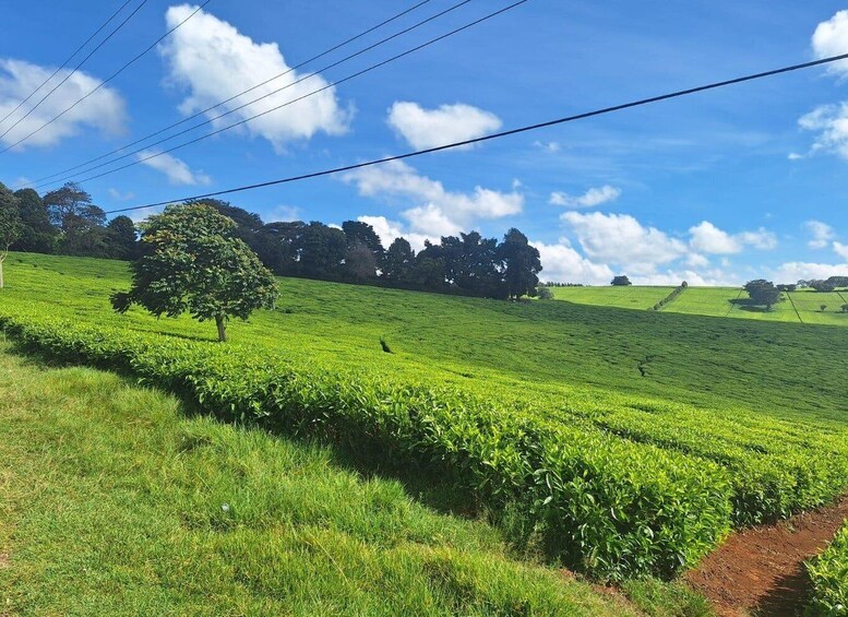 Picture 10 for Activity Nairobi: Tea Farm Day Trip with Lunch at kiambethu