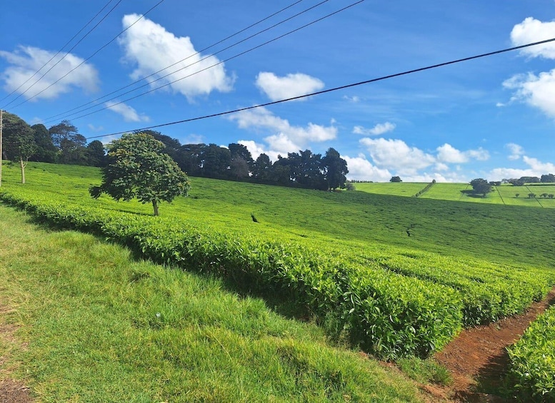 Picture 10 for Activity Nairobi: Tea Farm Day Trip with Lunch at kiambethu