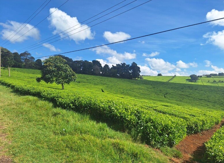 Picture 10 for Activity Nairobi: Tea Farm Day Trip with Lunch at kiambethu