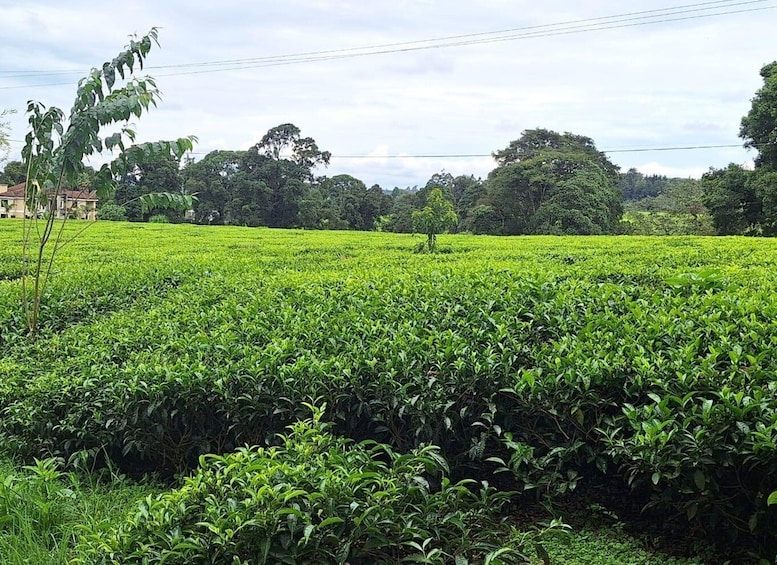 Picture 6 for Activity Nairobi: Tea Farm Day Trip with Lunch at kiambethu