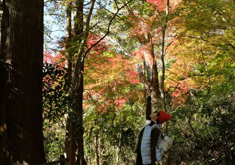 Picture 12 for Activity Hakone Hachiri: Old Tokaido Highway Hiking Tour