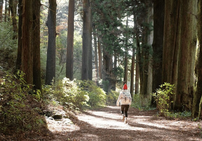 Picture 14 for Activity Hakone Hachiri: Old Tokaido Highway Hiking Tour