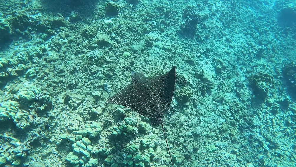 Picture 9 for Activity Oahu: Try Scuba Diving from Shore