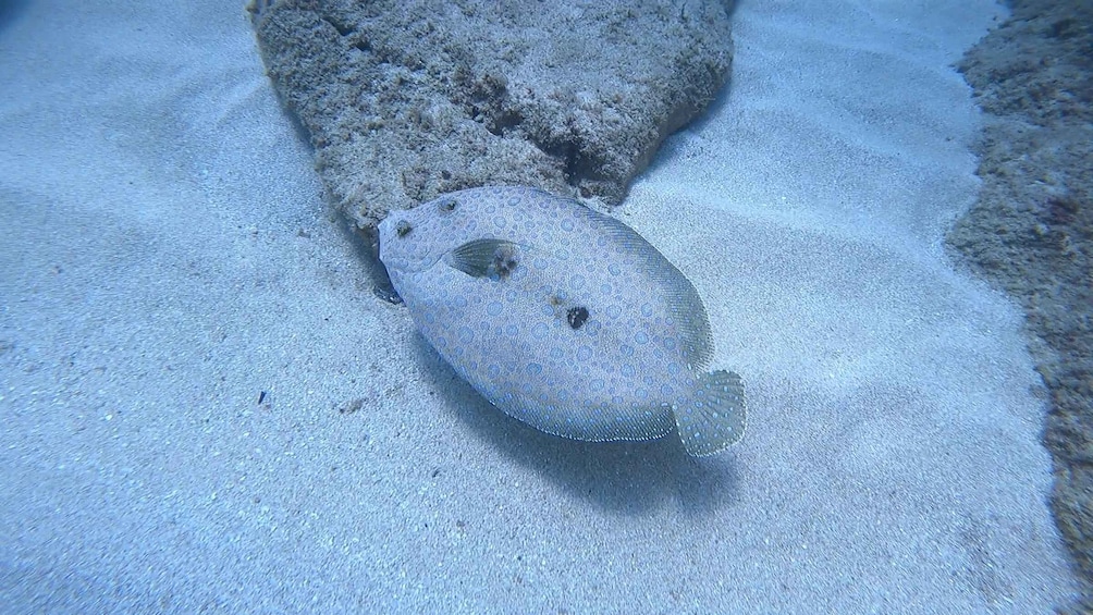Picture 11 for Activity Oahu: Try Scuba Diving from Shore