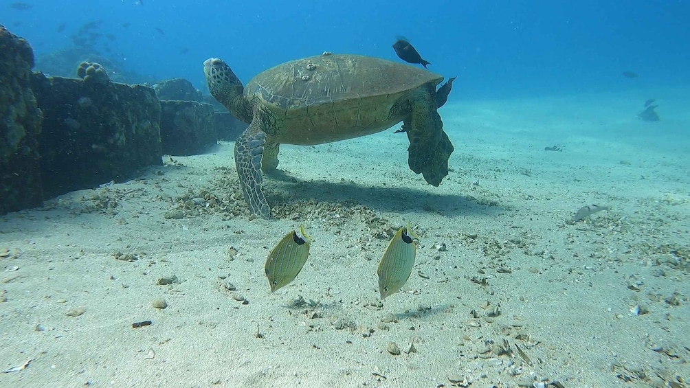 Picture 5 for Activity Oahu: Try Scuba Diving from Shore