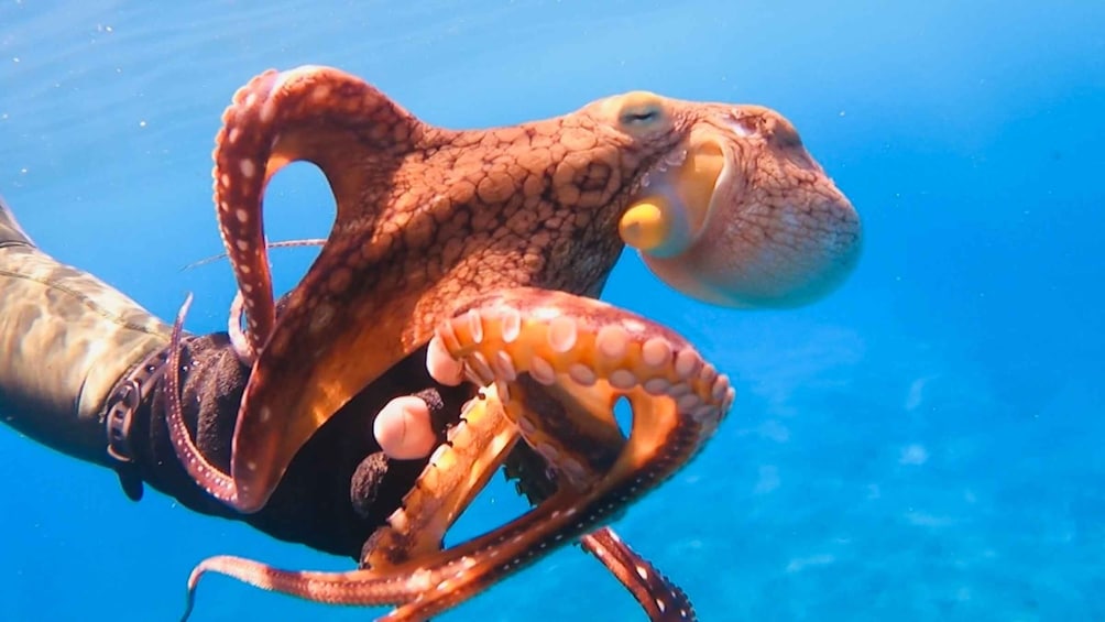 Picture 2 for Activity Oahu: Try Scuba Diving from Shore