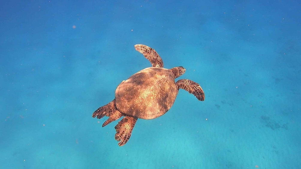 Picture 7 for Activity Oahu: Try Scuba Diving from Shore