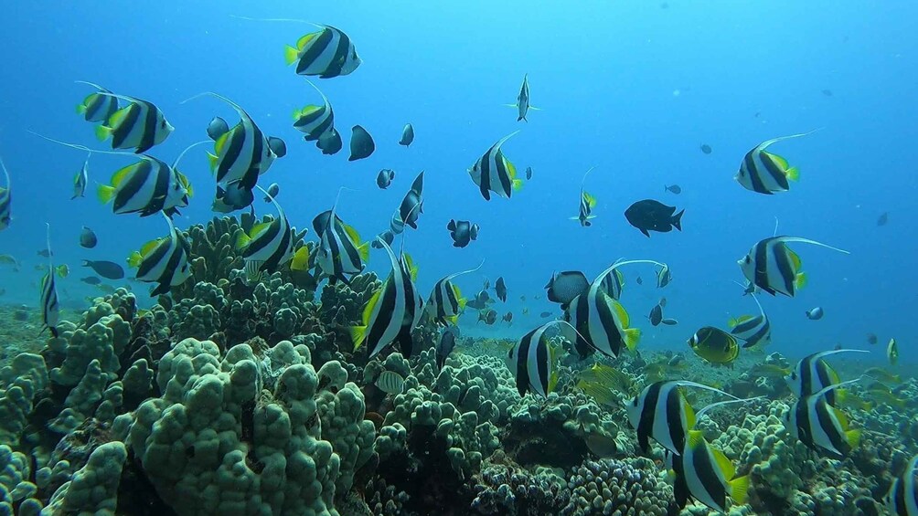 Picture 3 for Activity Oahu: Try Scuba Diving from Shore