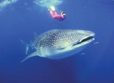 Oslob: Whale shark swimming, Tumalog Falls, Sumilon Sandbar