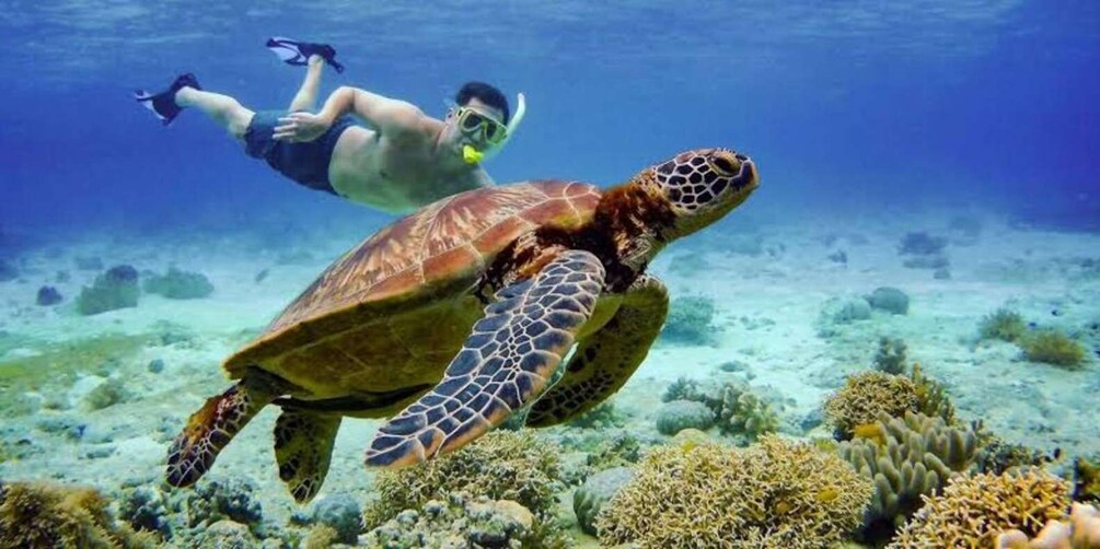 Picture 4 for Activity Oslob: Whale shark swimming, Tumalog Falls, Sumilon Sandbar