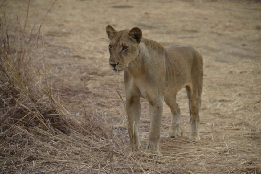 Picture 2 for Activity From Zanzibar Day Trip To Selous National Park With Flight