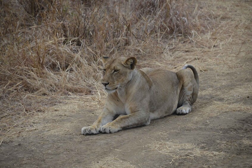 Picture 1 for Activity From Zanzibar Day Trip To Selous National Park With Flight