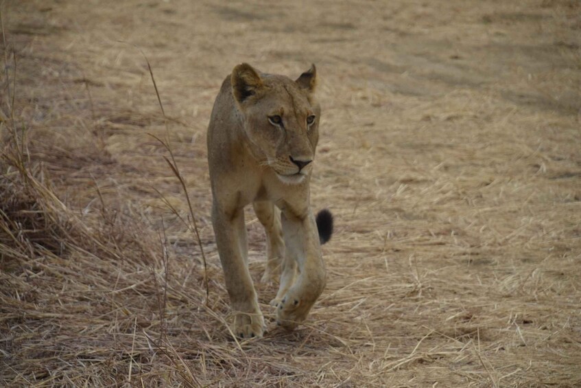 Picture 3 for Activity From Zanzibar Day Trip To Selous National Park With Flight