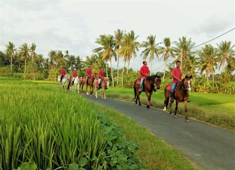 Picture 6 for Activity Langudu: Horse Riding on the Beach and in the Rice Fields