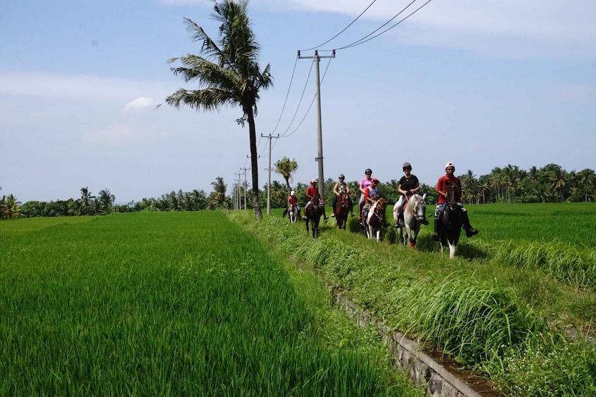 Picture 7 for Activity Langudu: Horse Riding on the Beach and in the Rice Fields