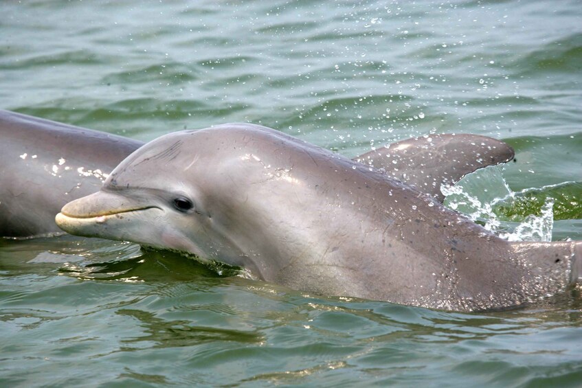 Picture 1 for Activity Charleston: Schooner Sailing Harbor Tour & Dolphin Watch