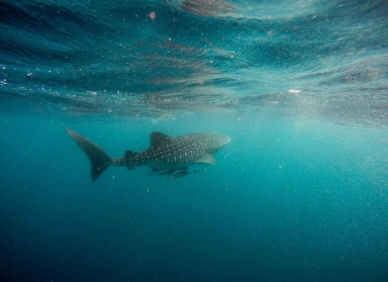 Picture 3 for Activity La Paz: Whale shark with a marine biologist.