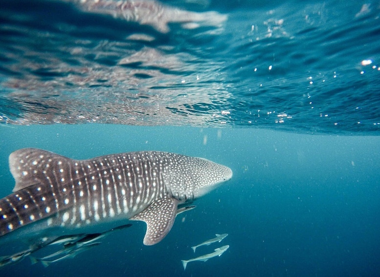 Picture 1 for Activity Whale shark with a marine biologist.