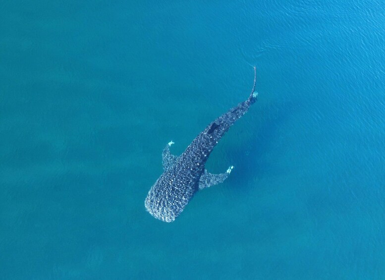 Picture 4 for Activity La Paz: Whale shark with a marine biologist.