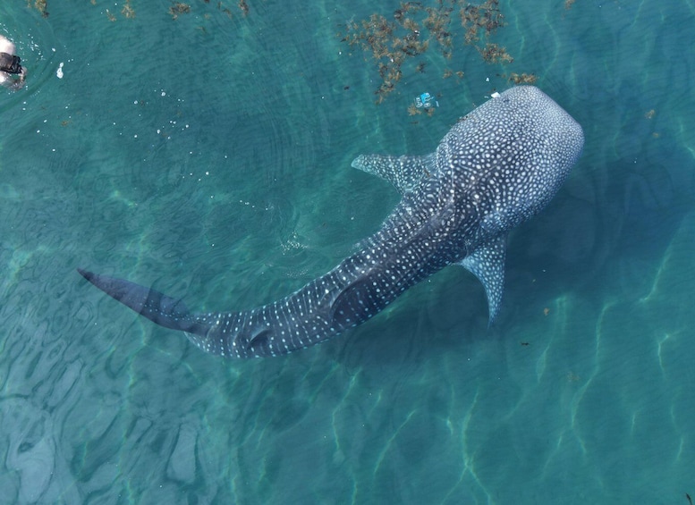 Whale shark with a marine biologist.