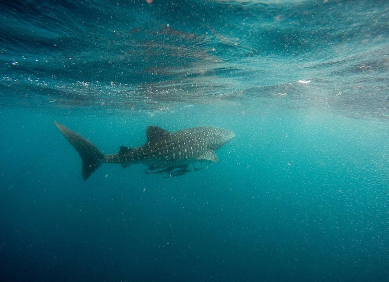 Picture 3 for Activity Whale shark with a marine biologist.