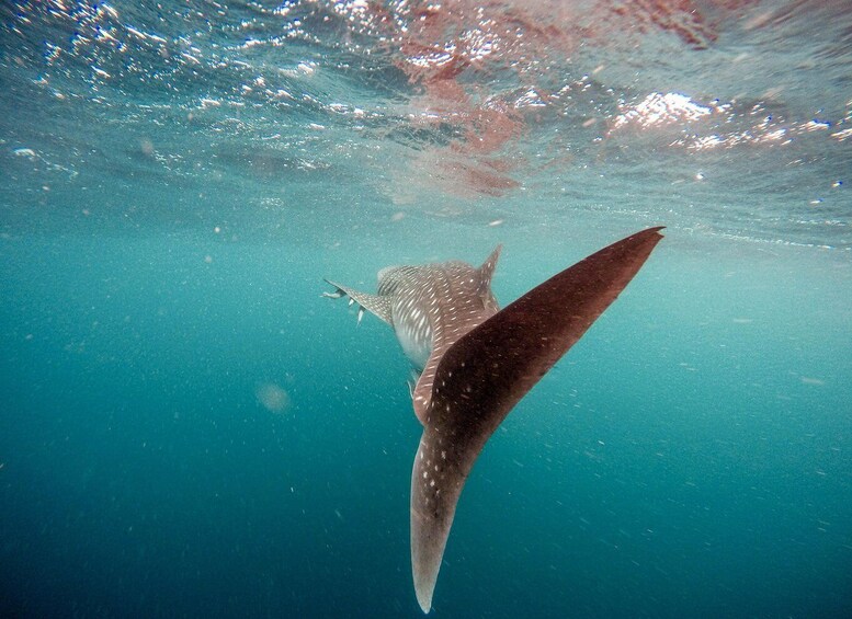 Picture 2 for Activity La Paz: Whale shark with a marine biologist.