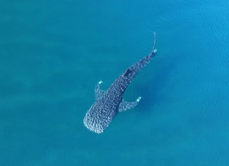 Picture 4 for Activity Whale shark with a marine biologist.